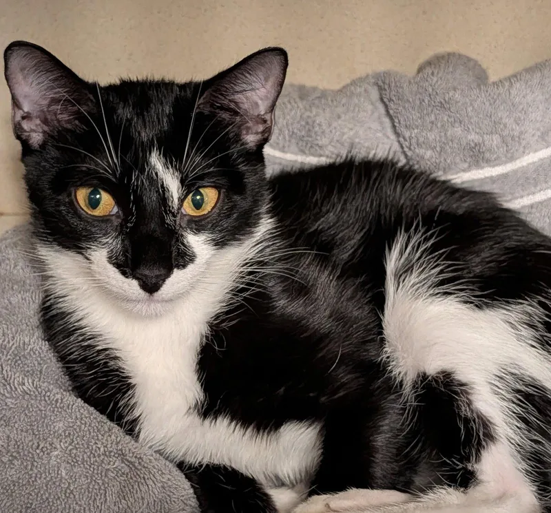 Pepper thumbnail 2