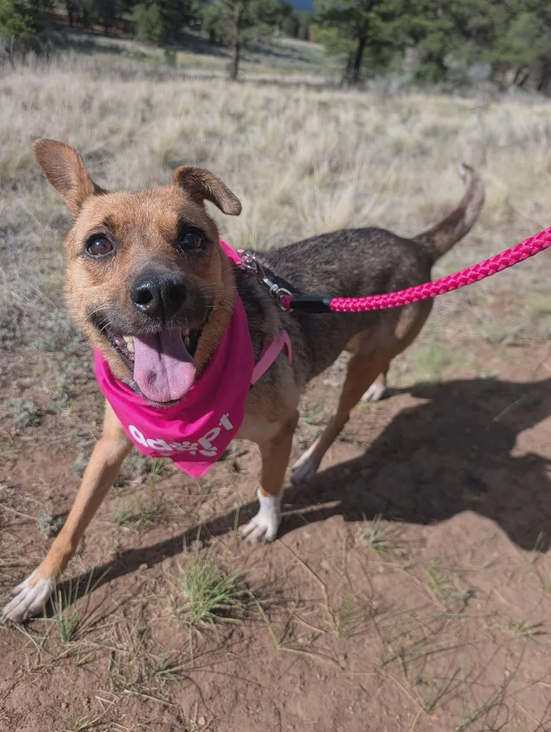 A senior medium-sized female Golden Shepherd dog named Rosie for adoption in Sandia Park, NM