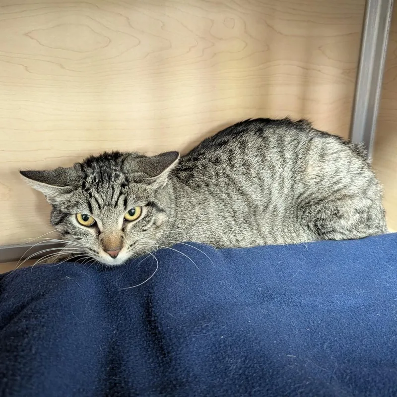A young medium-sized female Brown / Chocolate Domestic Short Hair cat named Poppins for adoption in Brookfield, WI