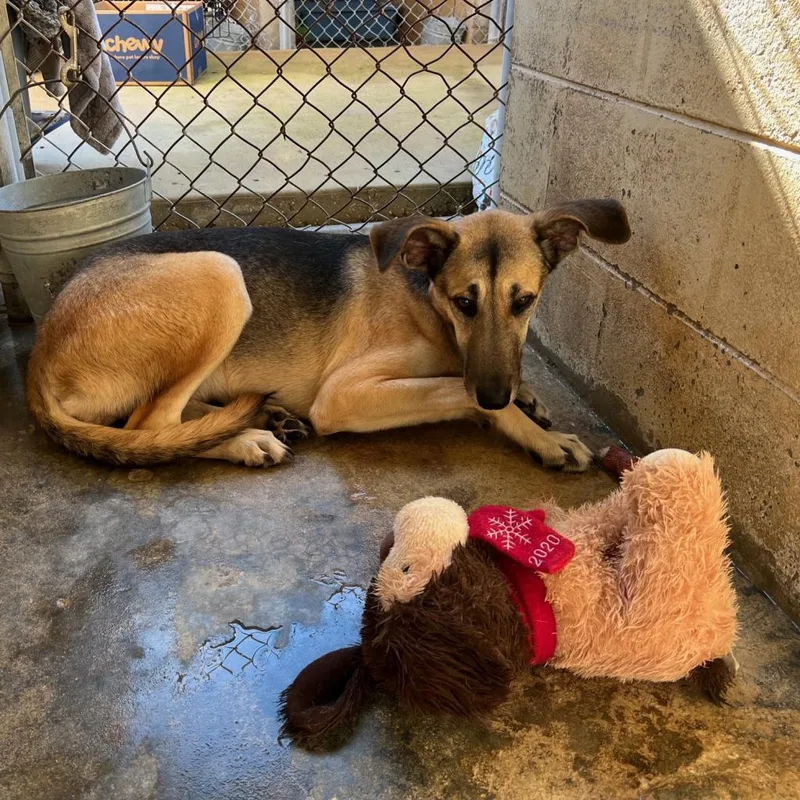 An adult large-sized female Yellow / Tan / Blond / Fawn German Shepherd Dog dog named Pita for adoption in Jacksonville, FL