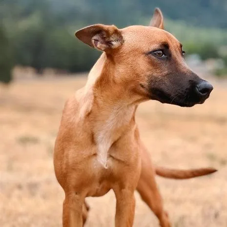 A young medium-sized female Belgian Shepherd / Malinois dog named Sadie for adoption in Salem, OR