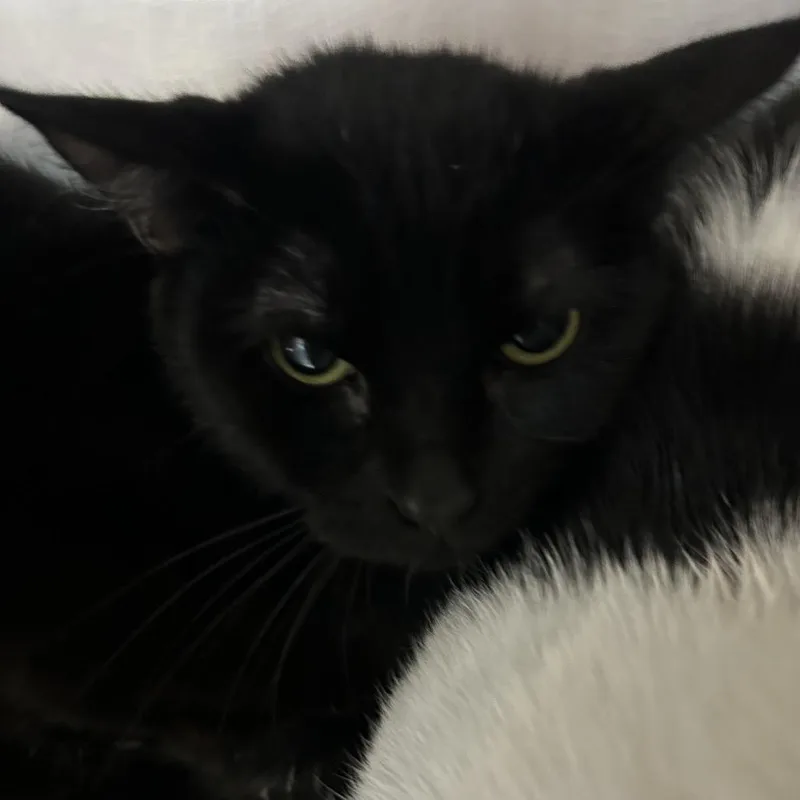 A young medium-sized female Black Domestic Short Hair cat named Lily for adoption in St Joseph, MO