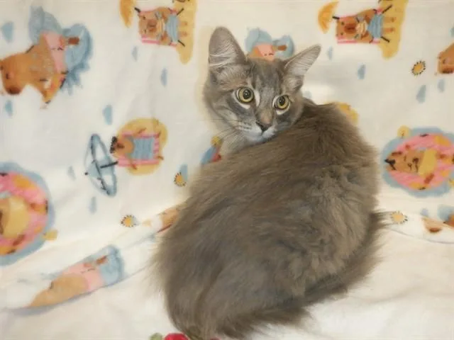 A baby medium-sized male Domestic Long Hair cat named Pietro for adoption in San Jose, CA