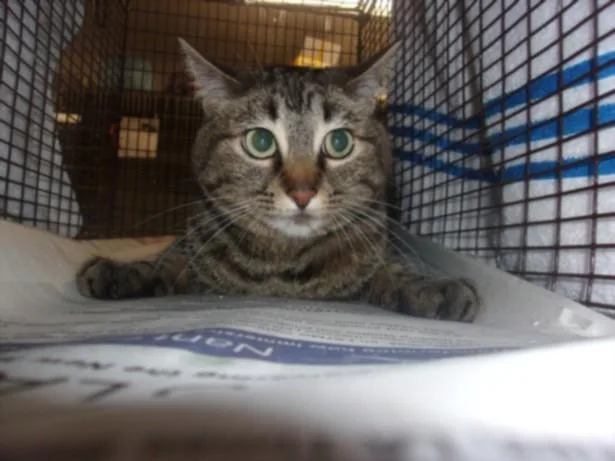 An adult extra large-sized female Domestic Medium Hair cat named Ginger for adoption in Van Nuys, CA