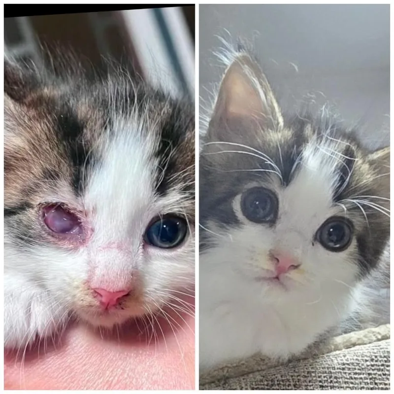 A baby small-sized male Domestic Medium Hair cat named Merv for adoption in Winchester, VA