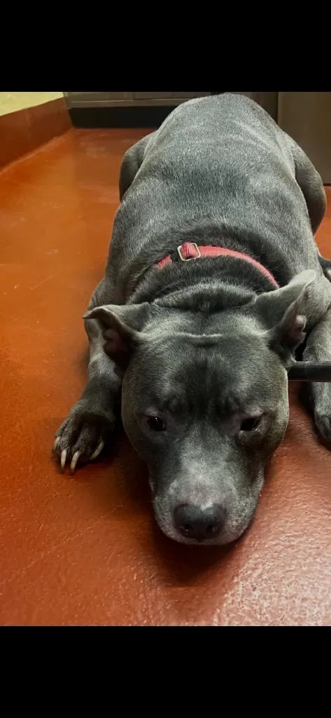 An adult large-sized male Mixed Breed dog named Blue for adoption in Douglasville, GA