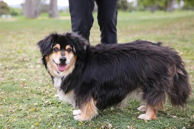 An adult medium-sized male Cardigan Welsh Corgi dog named Charlie for adoption in Albuquerque, NM