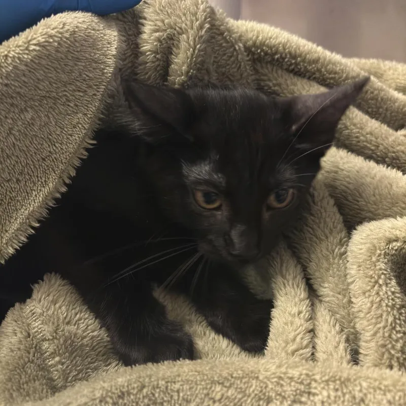 A baby small-sized male Black Domestic Short Hair cat named Popper for adoption in Council Bluffs, IA