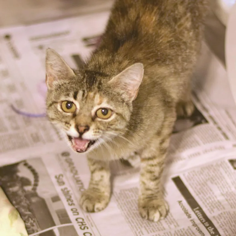 A young medium-sized female Gray / Blue / Silver Domestic Short Hair cat named Abby Lee Miller for adoption in Belleville, IL