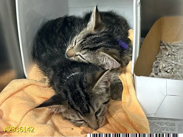 A baby small-sized female Domestic Short Hair cat named Jesse for adoption in West Palm Beach, FL