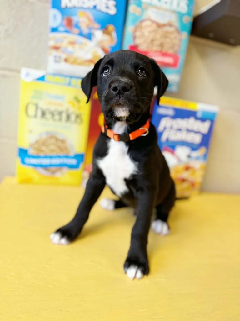A baby large-sized male Mixed Breed dog named Fruit Loops for adoption in Effingham, IL
