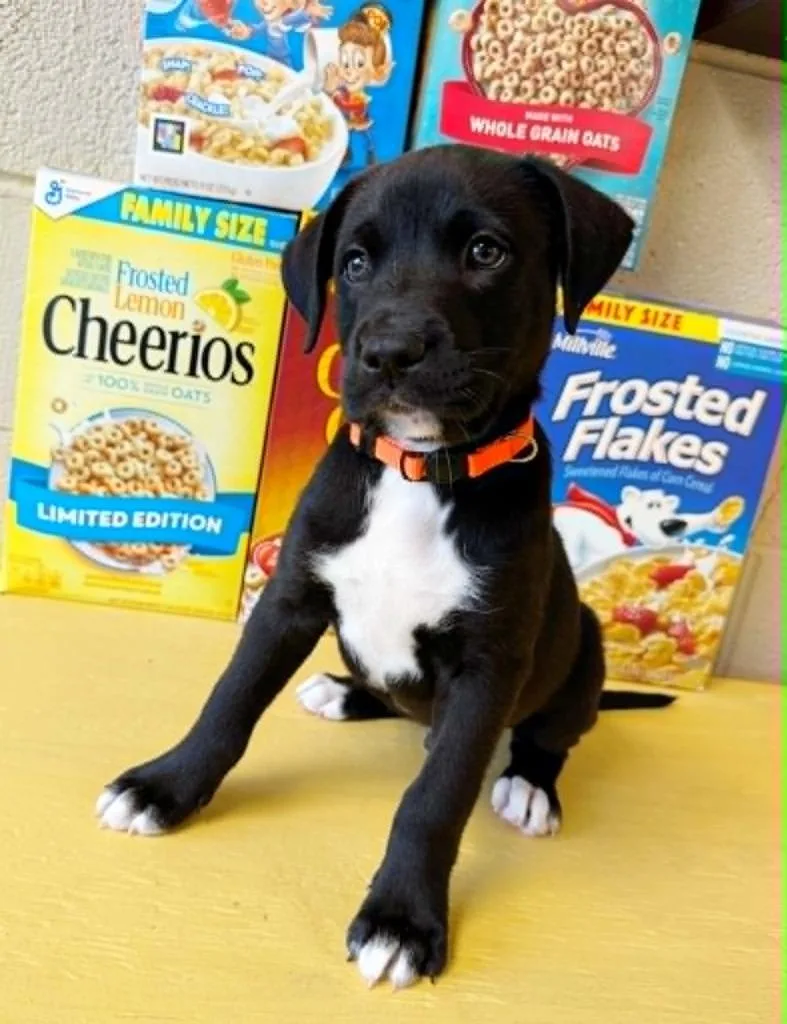 Fruit Loops thumbnail 3