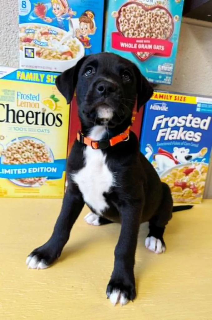 Fruit Loops thumbnail 4