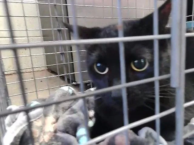 An adult medium-sized female Domestic Short Hair cat named Dings for adoption in Tulsa, OK