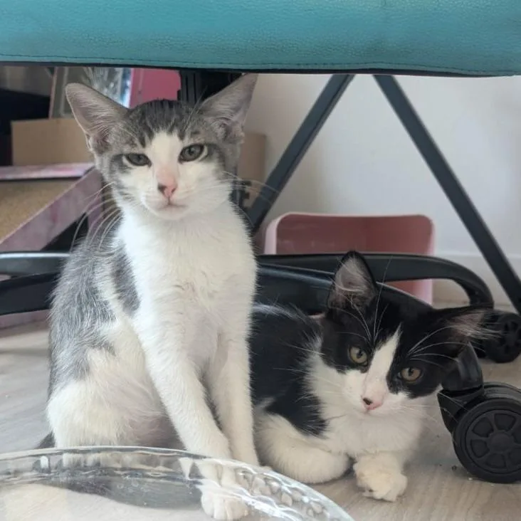A young large-sized female Domestic Short Hair cat named Silvy for adoption in Tempe, AZ