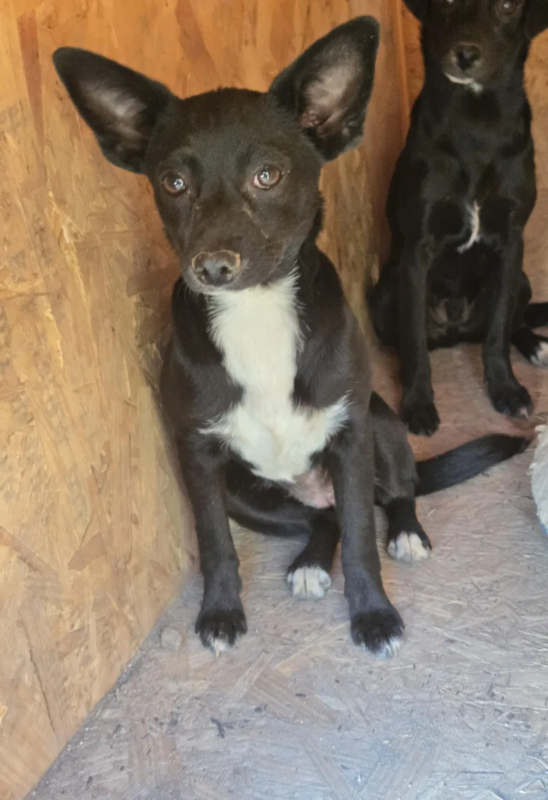 A young small-sized female Black Mixed Breed dog named Matilda for adoption in Nogales, AZ