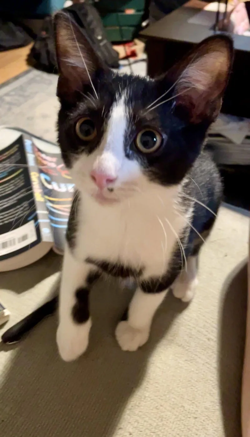 A baby medium-sized male Black & White / Tuxedo Domestic Short Hair cat named Nelly for adoption in Trenton, NJ