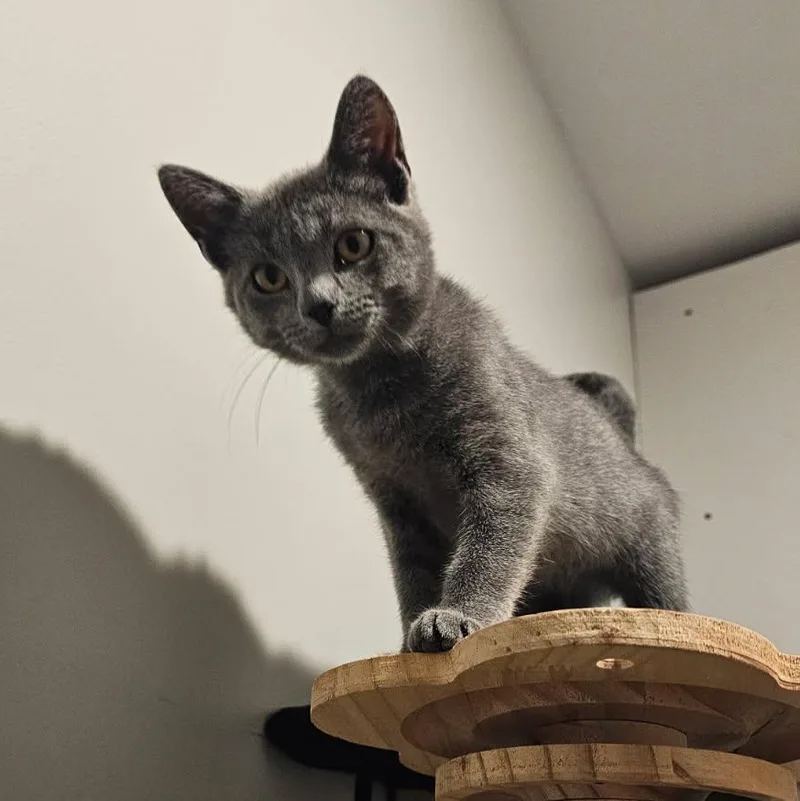 A baby small-sized female Gray / Blue / Silver Domestic Short Hair cat named Bluebird for adoption in Hudsonville, MI
