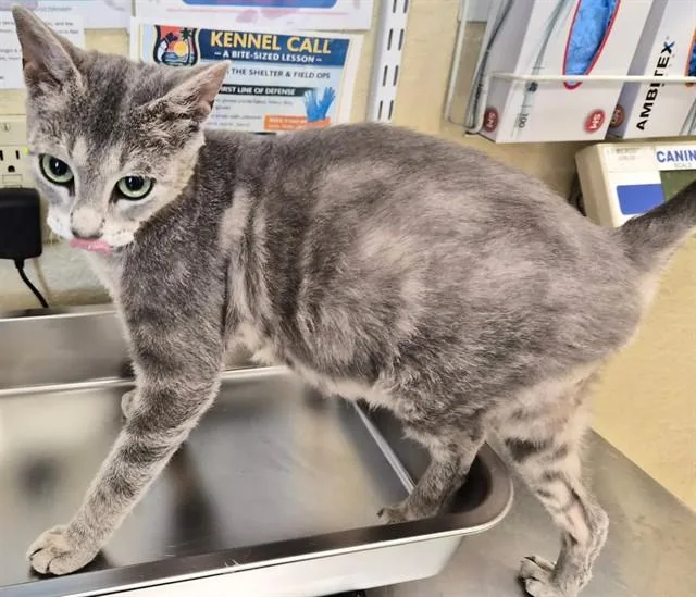 A young small-sized female Domestic Short Hair cat named Fern for adoption in Fort Myers, FL