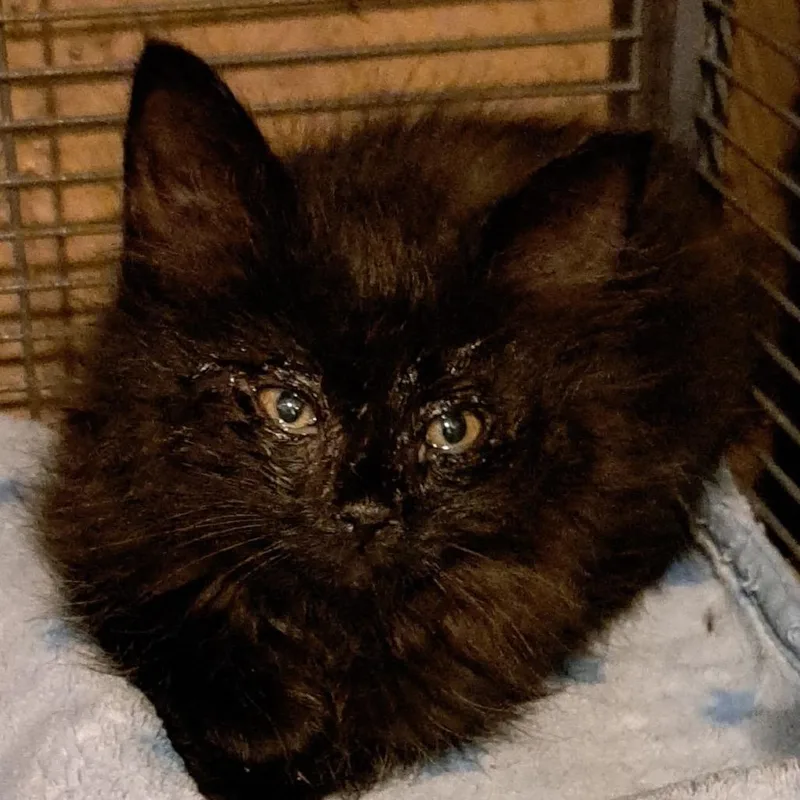 A baby small-sized female Calico Domestic Short Hair cat named Siren for adoption in Green Forest, AR