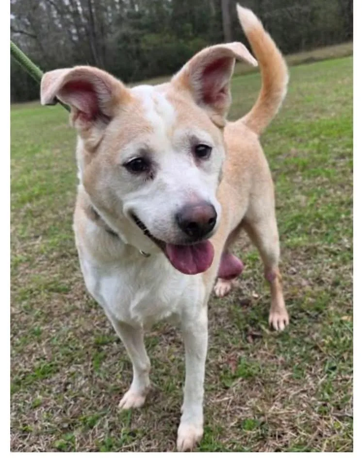 A senior medium-sized female Apricot / Beige Labrador Retriever dog named Addy for adoption in Bethlehem, PA