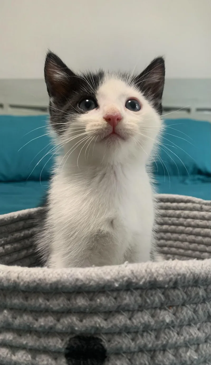 A baby small-sized female Black & White / Tuxedo Domestic Short Hair cat named Hera for adoption in Boca Raton, FL