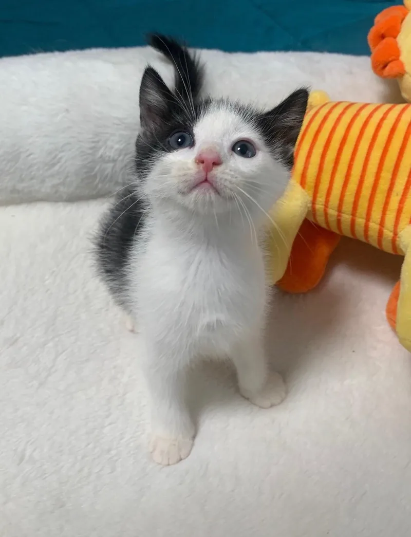Hera thumbnail 2