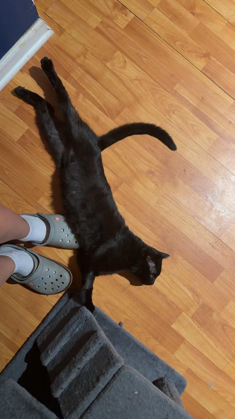 An adult medium-sized male Black Domestic Short Hair cat named Coal for adoption in warren, OH