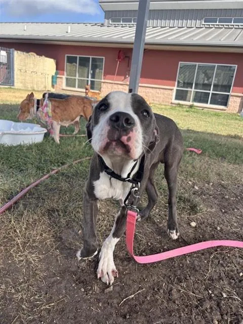 A young large-sized male American Staffordshire Terrier dog named Santana for adoption in San Antonio, TX