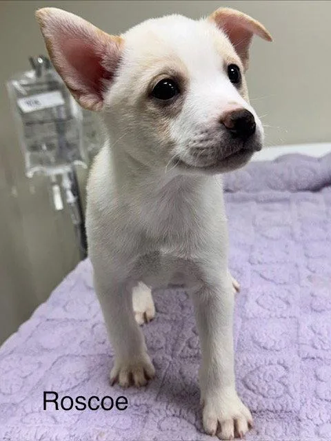 A baby medium-sized male Pomeranian dog named Roscoe for adoption in Lancaster, PA