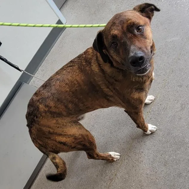 An adult large-sized male Brindle Mixed Breed dog named Shyloh for adoption in Las Cruces, NM