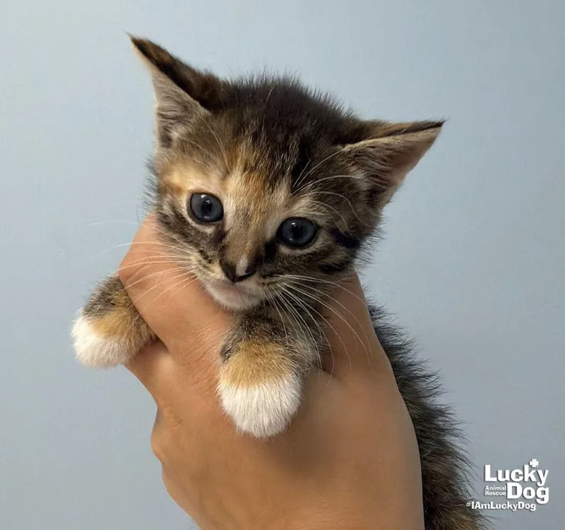 A baby medium-sized female Domestic Short Hair cat named Sloane for adoption in Washington, DC