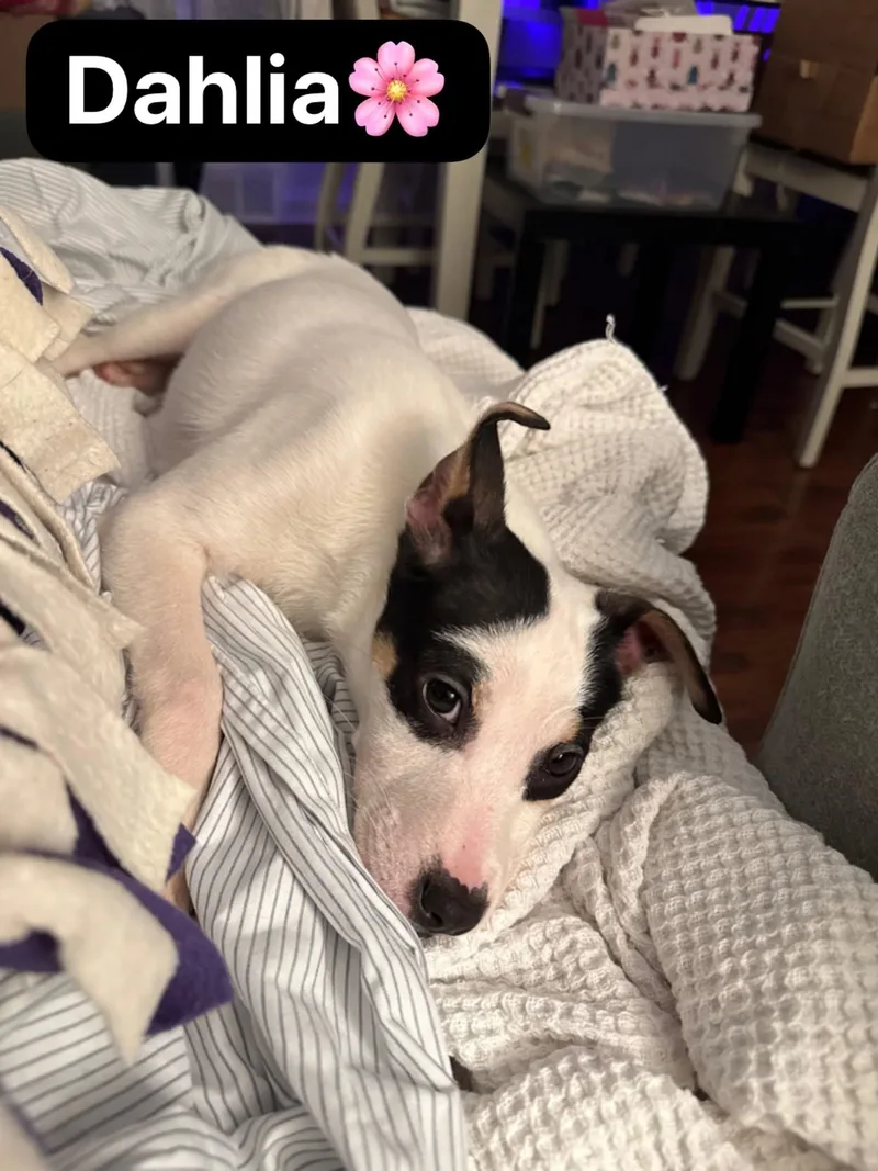 A baby medium-sized female Terrier dog named Dahlia for adoption in Mokena, IL