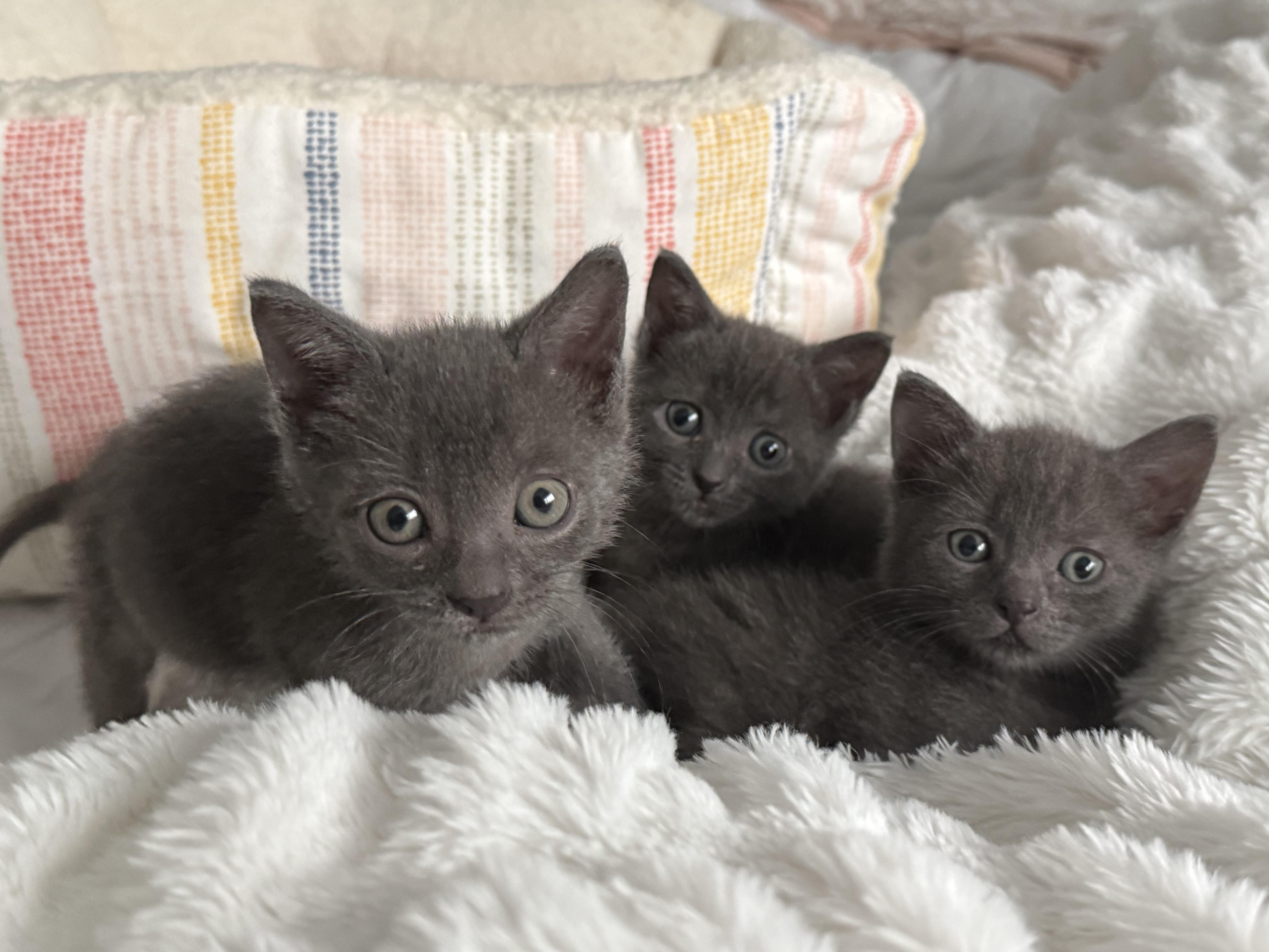 A baby small-sized female Domestic Short Hair cat named Elle for adoption in Long Beach, CA