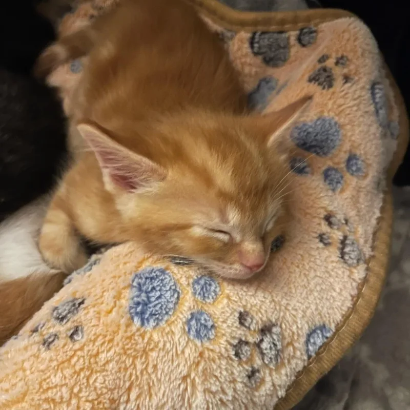 Mr. Maple & Miss thumbnail 2