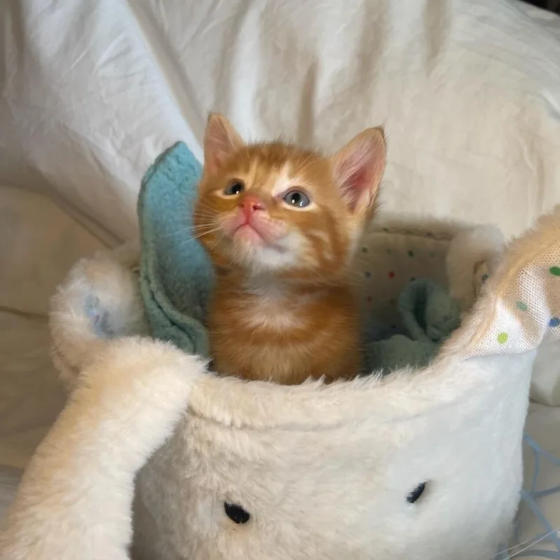 Mr. Maple & Miss thumbnail 3