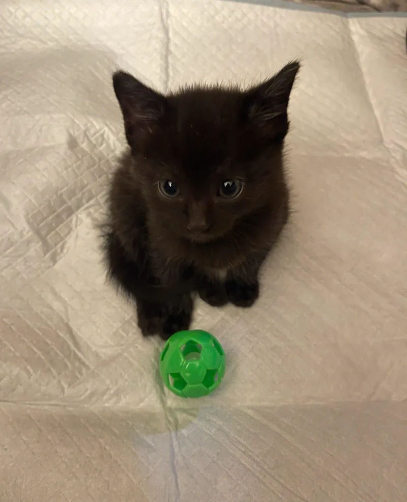 Mr. Maple & Miss thumbnail 4