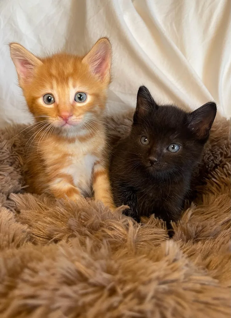 A baby small-sized male Black Domestic Short Hair cat named Mr. Maple & Miss for adoption in Boca Raton, FL