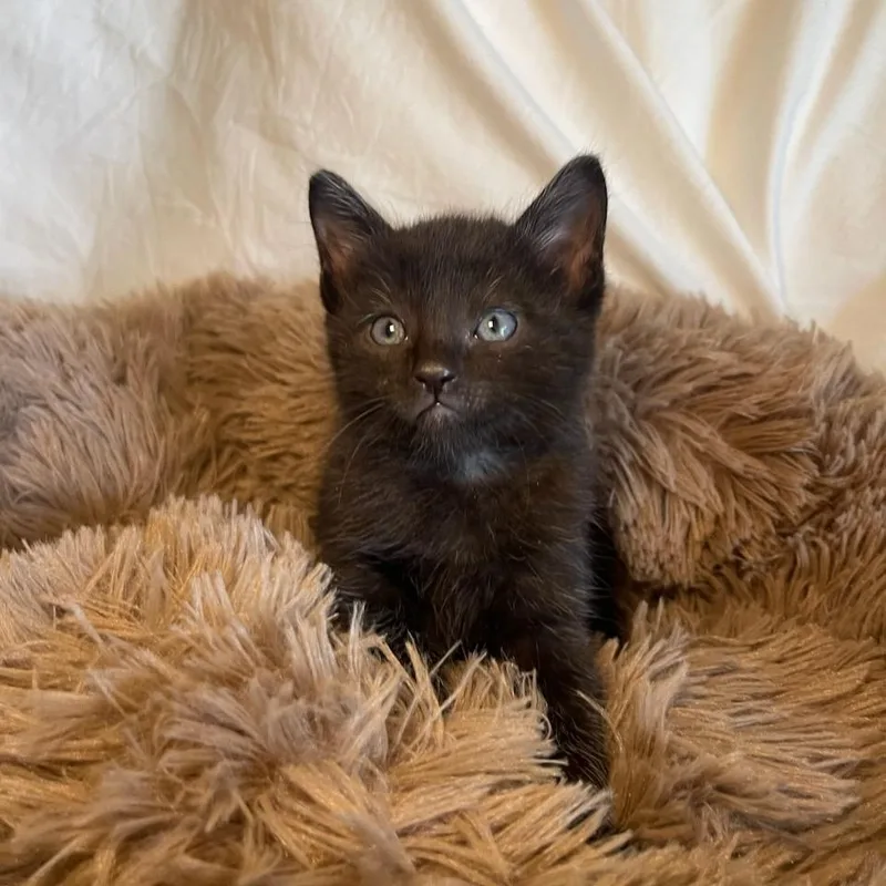 Mr. Maple & Miss thumbnail 5