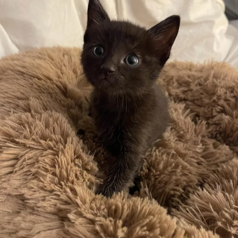 Mr. Maple & Miss thumbnail 6