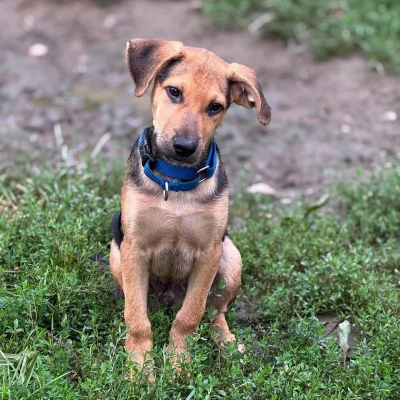 A baby medium-sized male Black Mixed Breed dog named Mango for adoption in BONIFAY, FL
