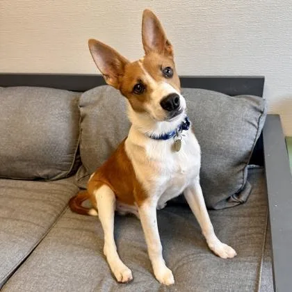 An adult medium-sized male Golden Mixed Breed dog named Peeps for adoption in Lansing, MI