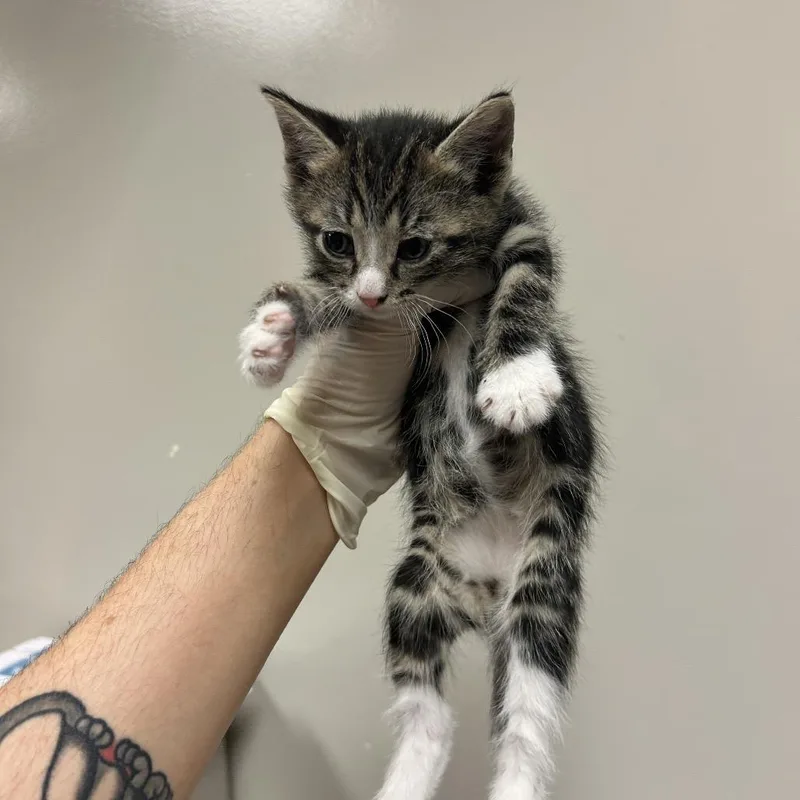 A baby small-sized female Gray / Blue / Silver Domestic Short Hair cat named Meenie for adoption in Reno, NV