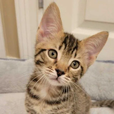 A baby small-sized male Brown / Chocolate Domestic Short Hair cat named Valstogg for adoption in Buffalo, MN