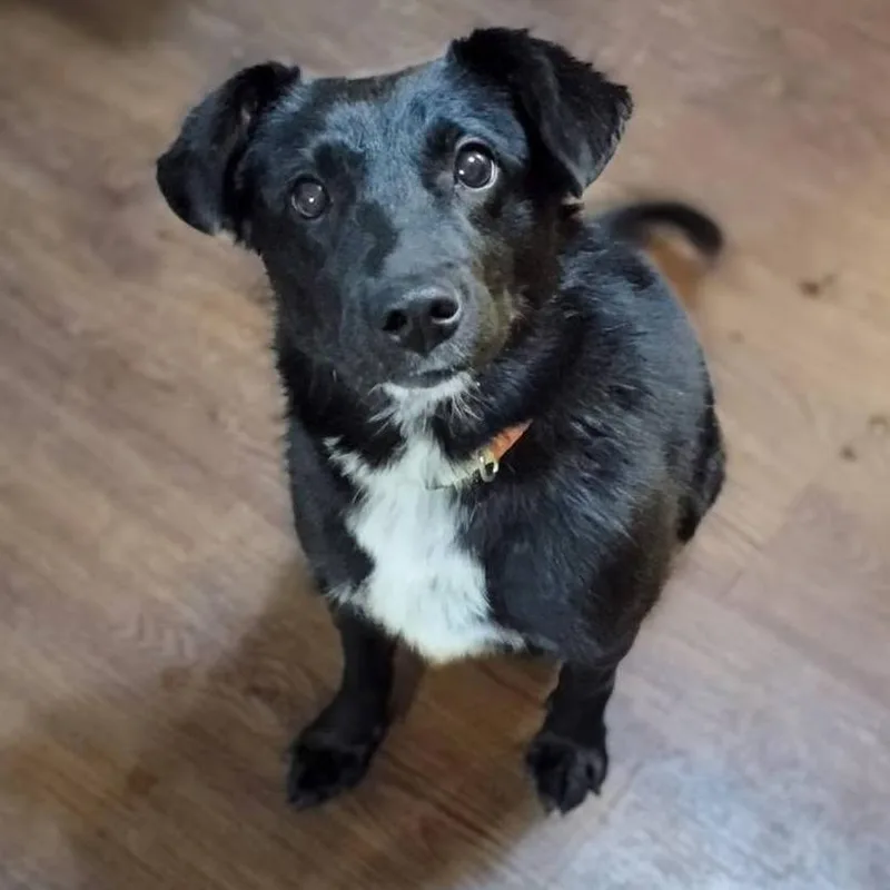 An adult medium-sized female Black Mixed Breed dog named Ziggy for adoption in Olathe, KS