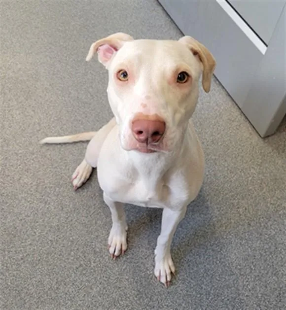 A young medium-sized female Labrador Retriever dog named Caroline for adoption in Toledo, OH