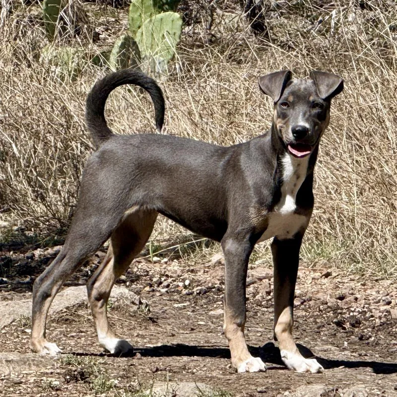 A young medium-sized female Gray / Blue / Silver Mixed Breed dog named Azalea for adoption in Hondo, TX