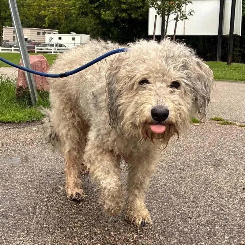 An adult medium-sized female White / Cream Mixed Breed dog named Brandy Stray Hold for adoption in Huntington, WV