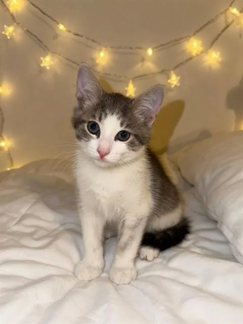 A baby medium-sized female Domestic Short Hair cat named Jinx for adoption in Agoura, CA