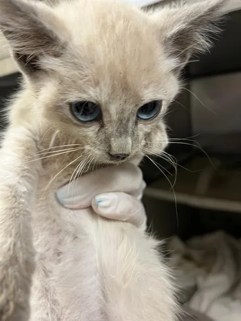 A baby small-sized female Domestic Short Hair cat named Icicle for adoption in Riverside, CA